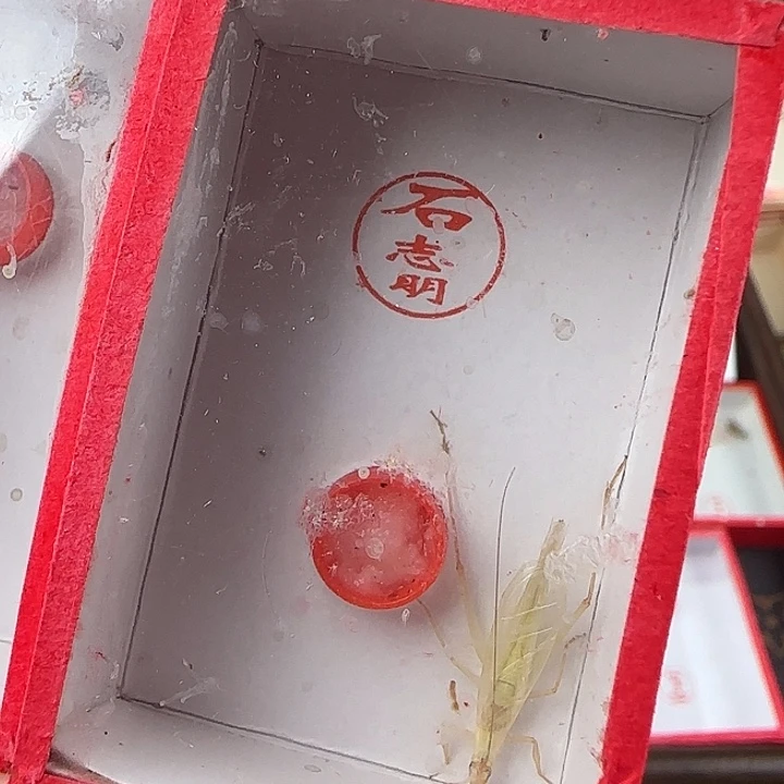 石志明杂青竹蛉一只