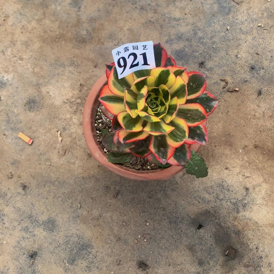 半*多肉魅影921.00000