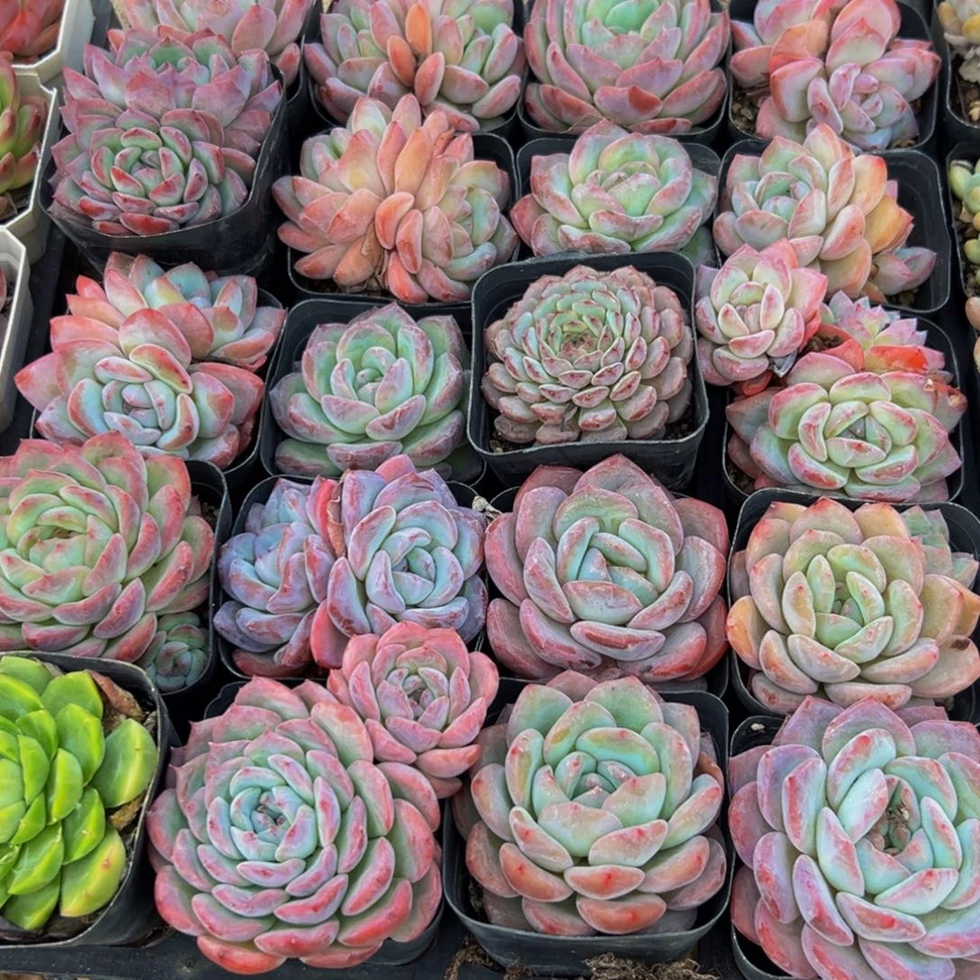 258分的地方吃饭非常vvv吧