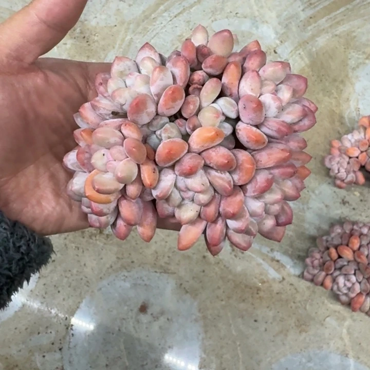 香水群生 11头 一物一拍