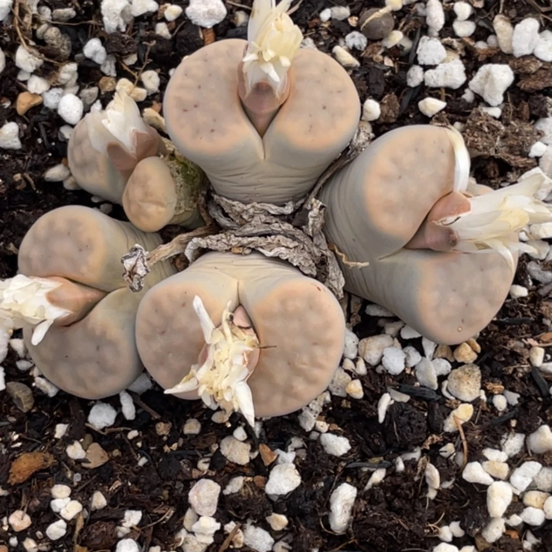 非偏远满20包邮545