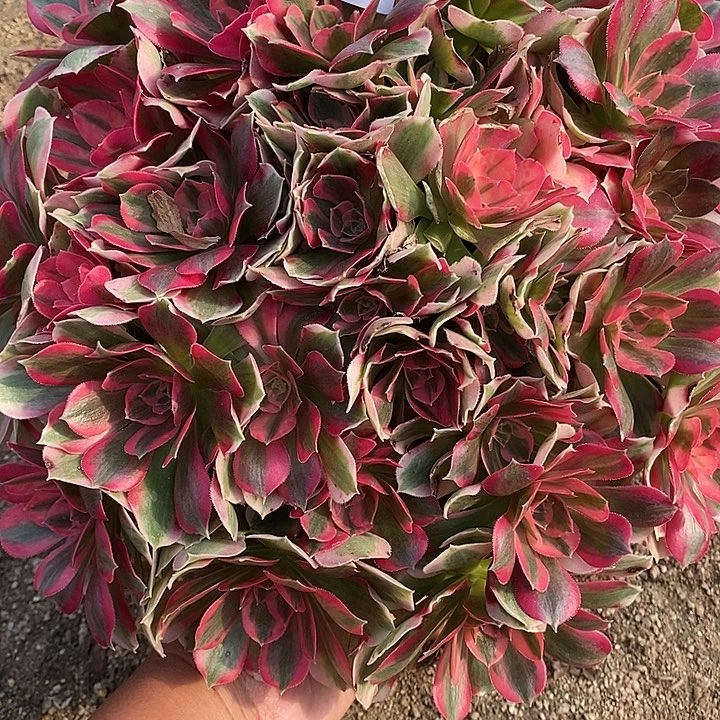 多肉植物粉女郎398多肉