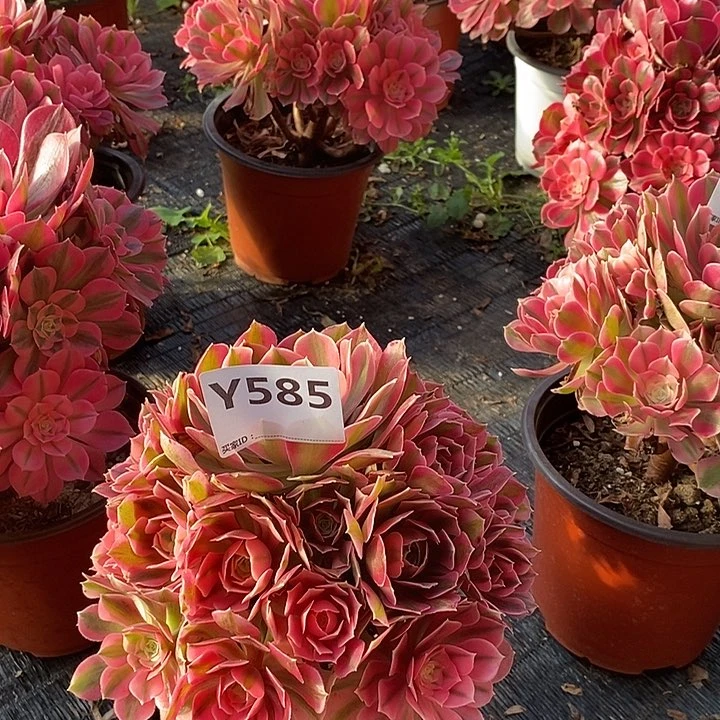 半**糖女巫585。