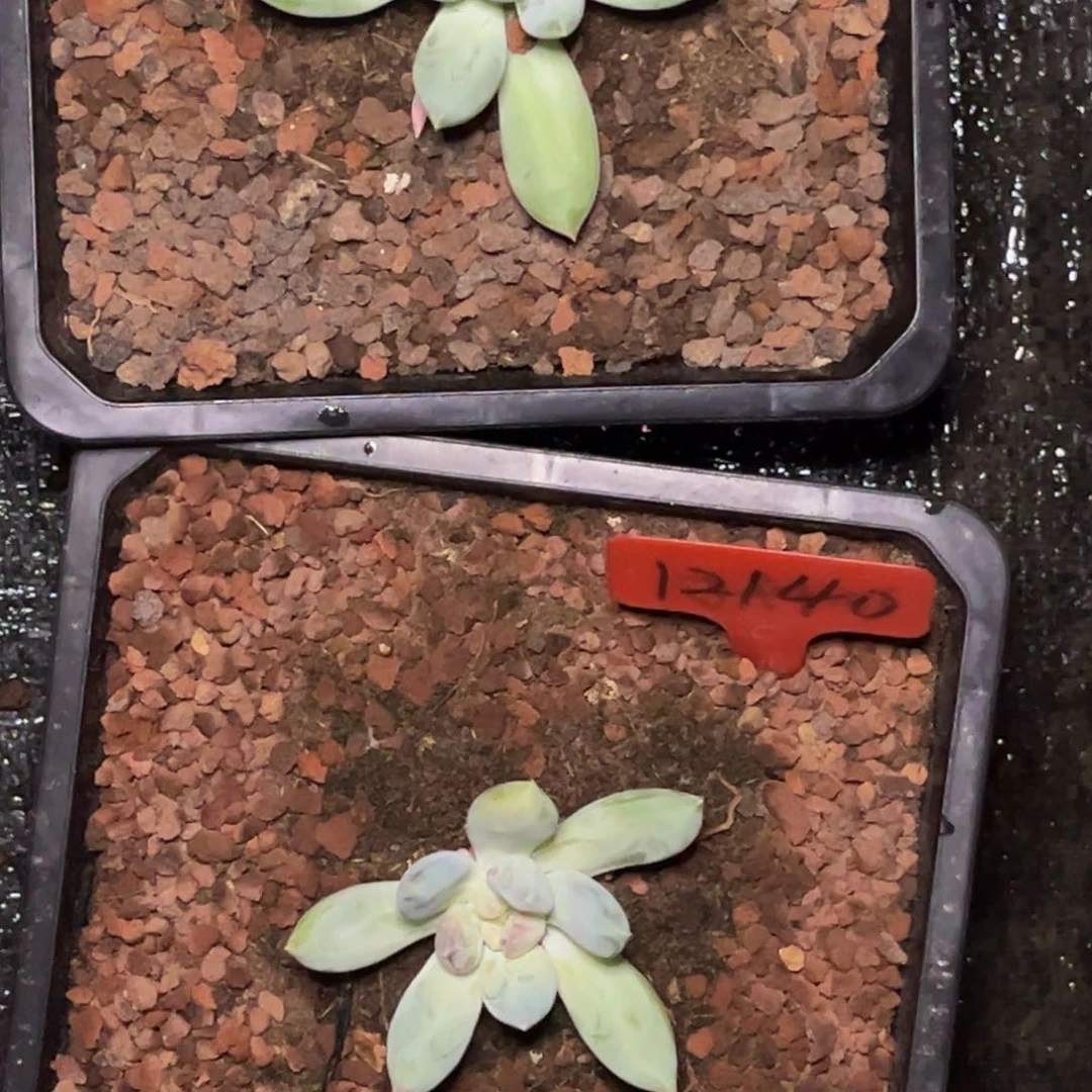 金***淯8899和12140号晚上多肉植物群生多肉