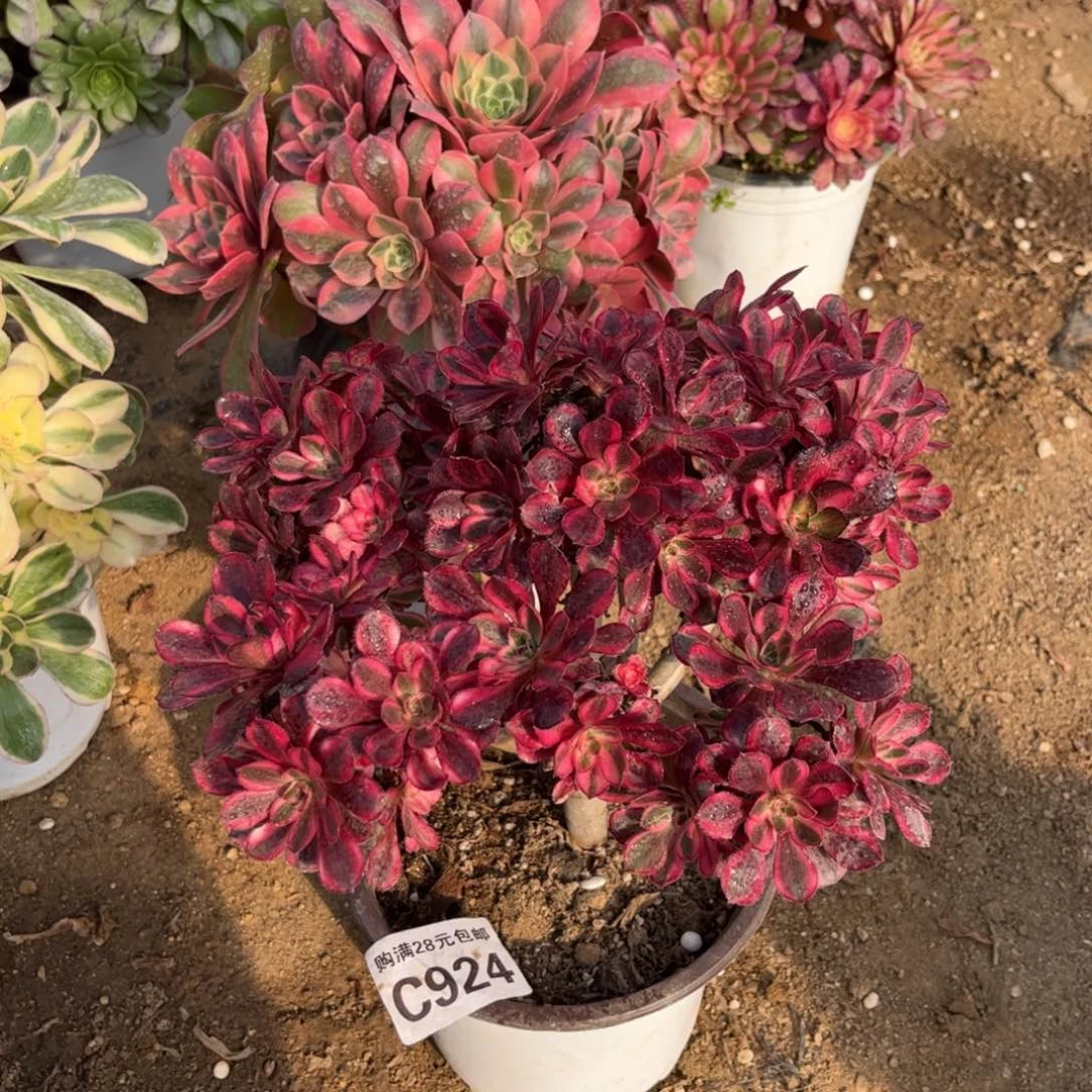 924多肉植物香奈儿