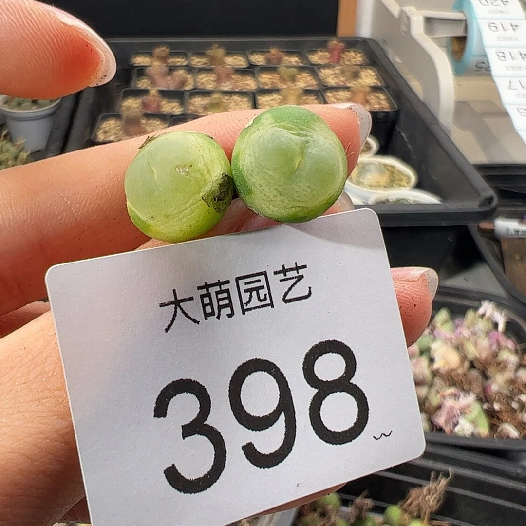 一物一拍           微瑕398