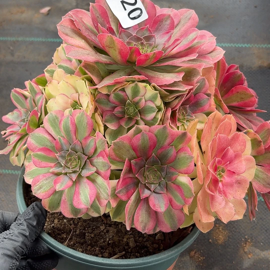 120雨河多破体系与福利