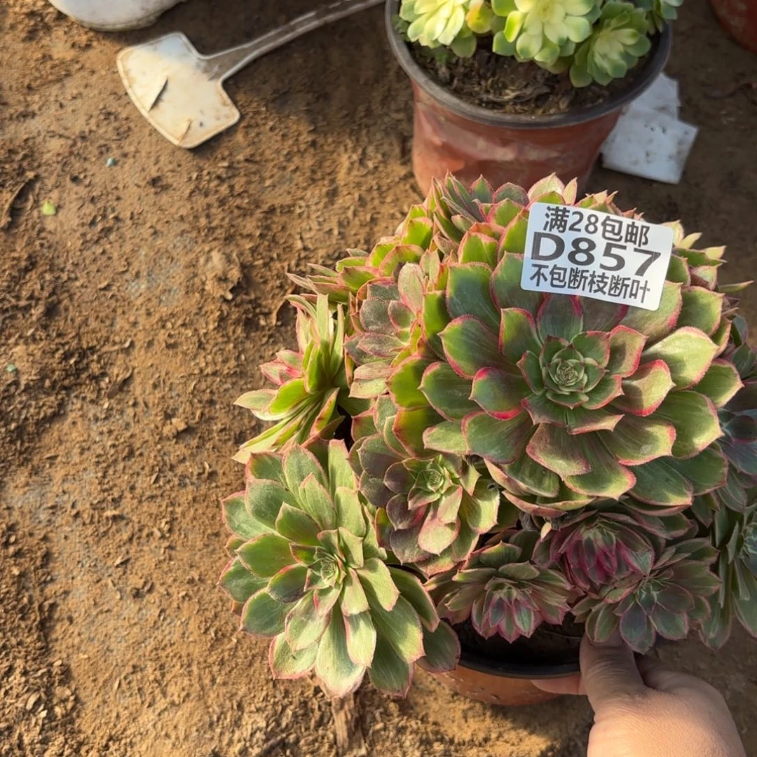 M. 857莲花座多肉？ademo