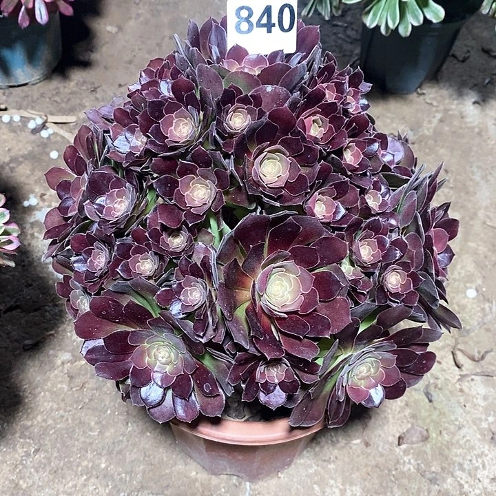 法师植物12345678