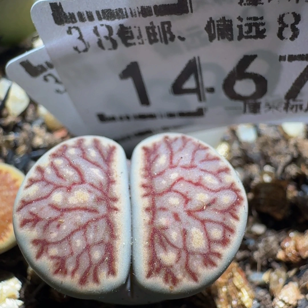 zzzx生石花肉锥1467