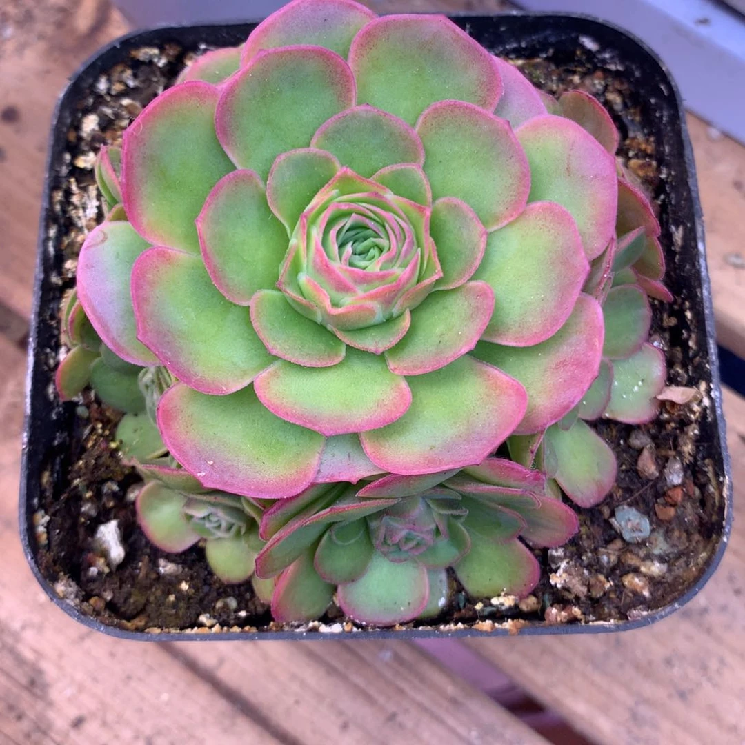 我*尹一物一拍四月天088