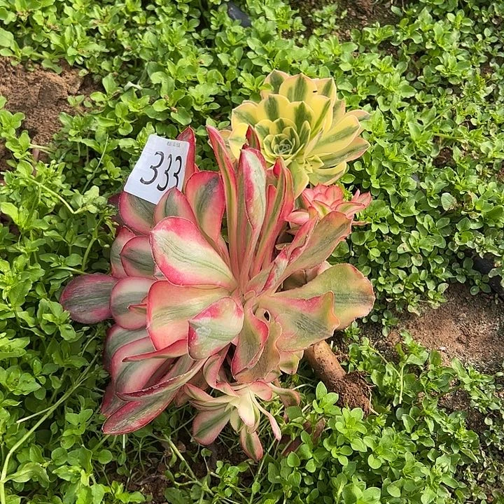 爱丽丝多肉植物333