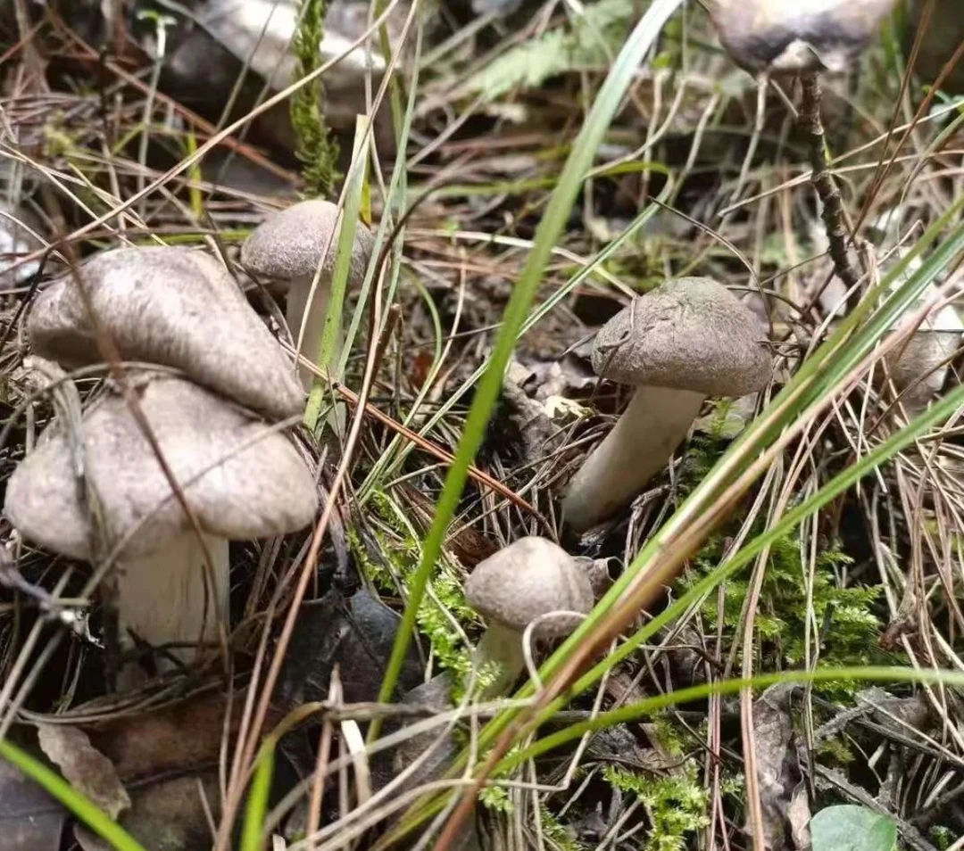 新鲜茅草菌小灰蘑菇棕灰口蘑草鸡枞菌现采现发
