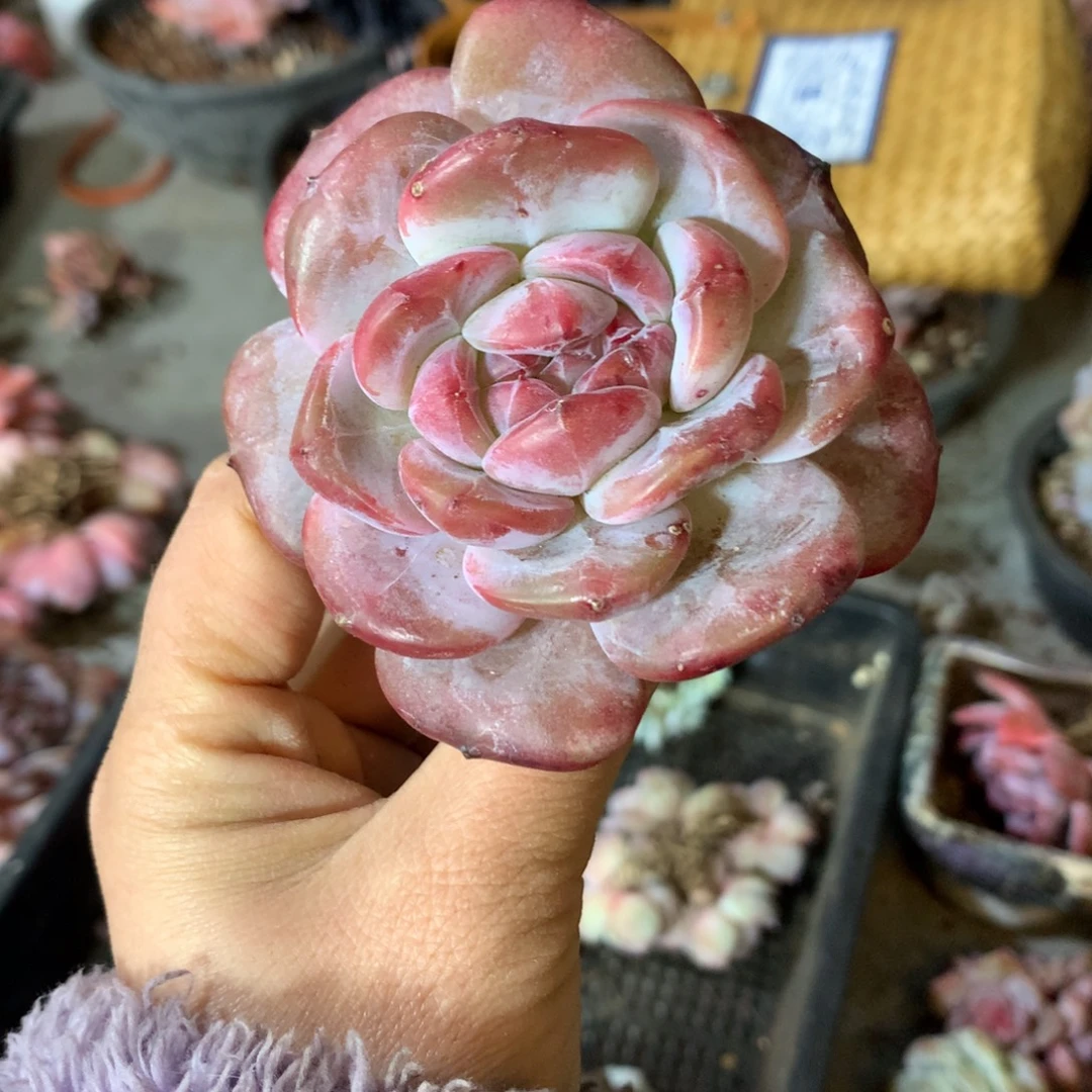 石榴籽哈哈哈哈哈哈哈哈哈