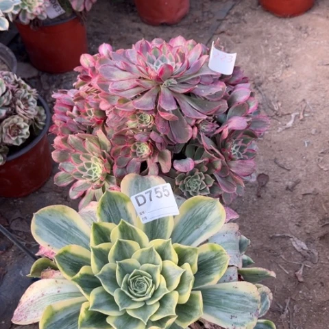 多肉植物孔雀翎香炉盘锦