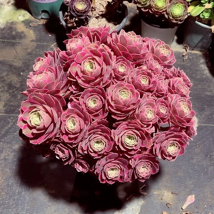 当前无花朵，栽培后可花朵