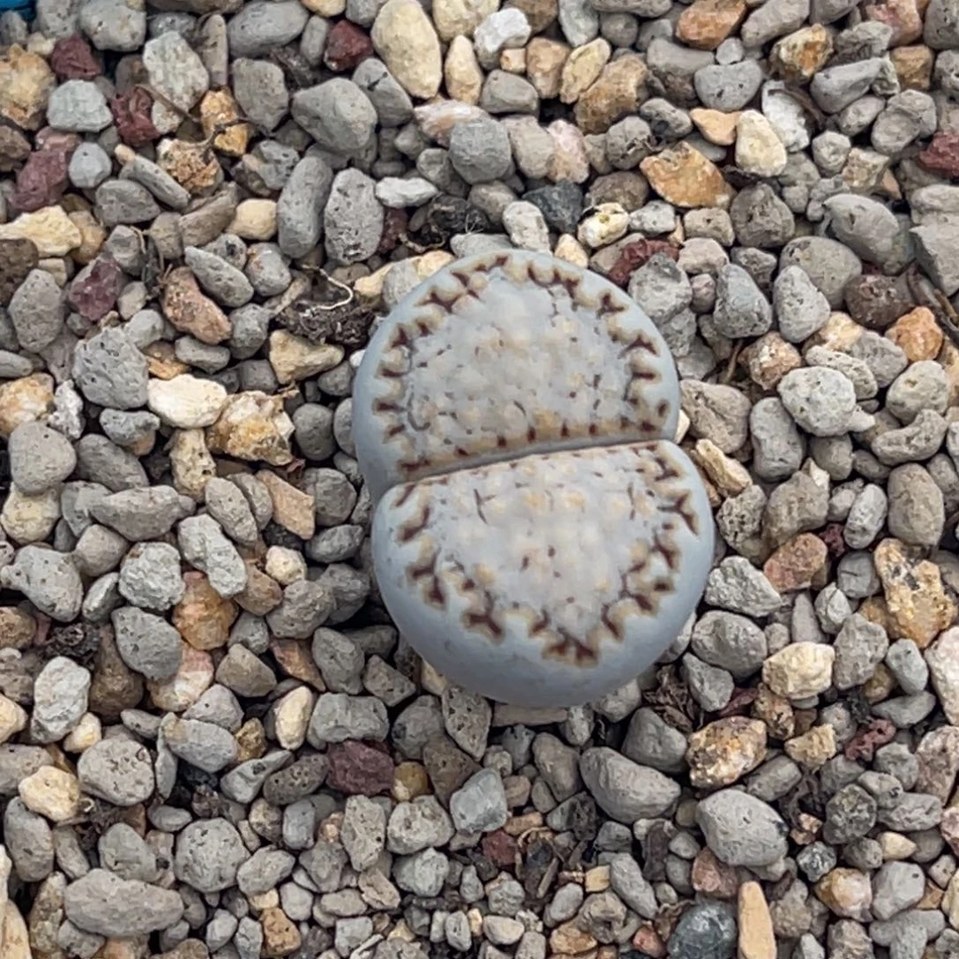 9125蓝底糖霜饼干一颗