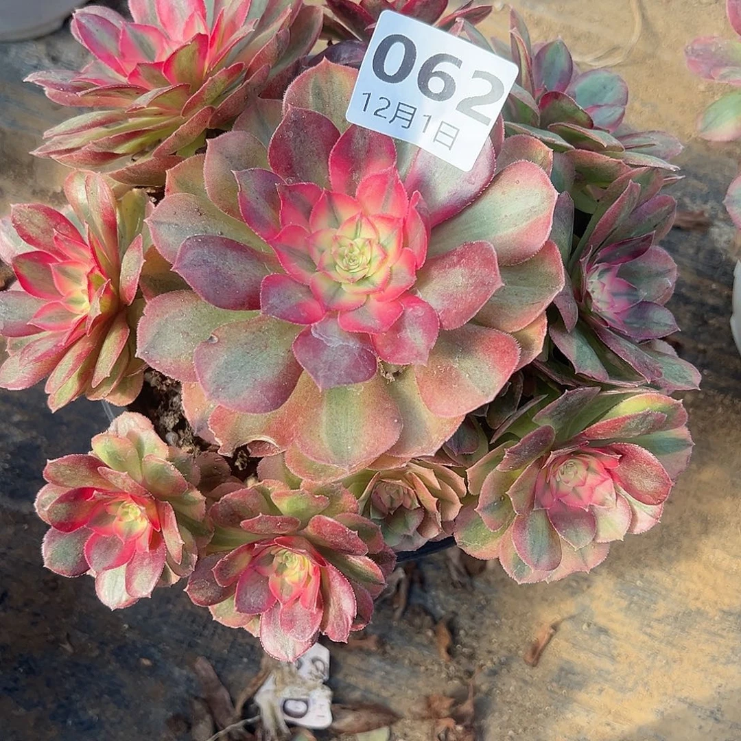 12.1-62倾城多肉植物