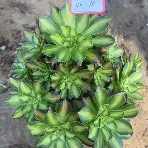 多肉植物韶华116