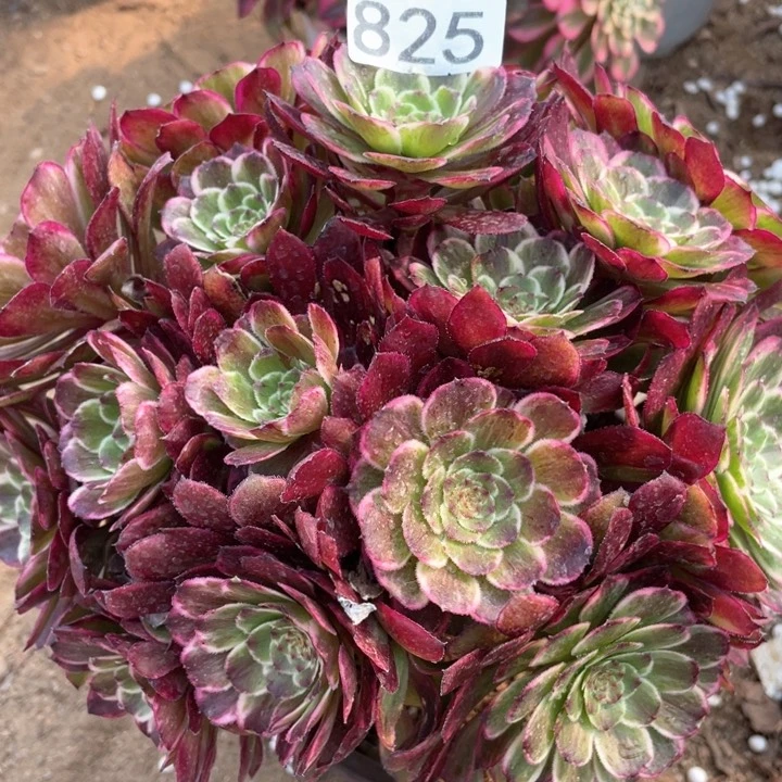 825多肉植物油彩画