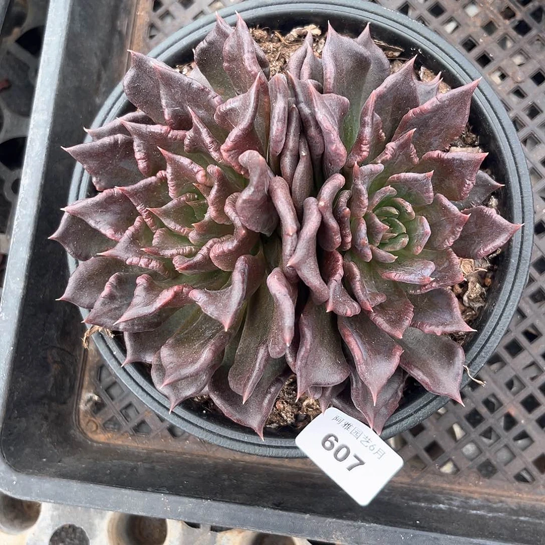 阿雅园艺。  607黑饺子皮