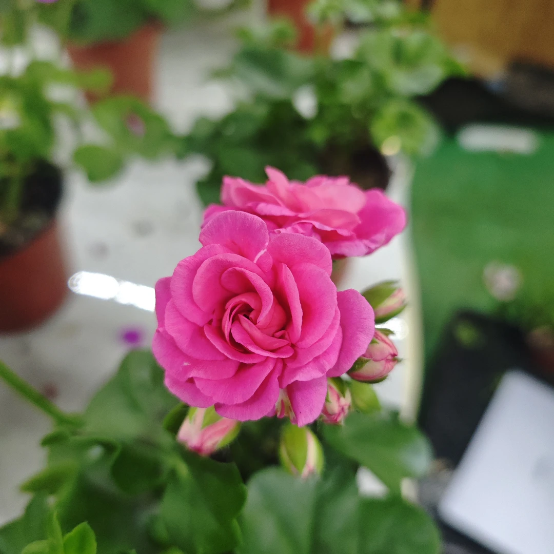 粉玫瑰垂钓系列天竺葵勤花