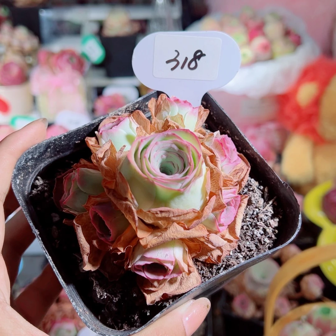 1***d318紫桃帕手捧花。