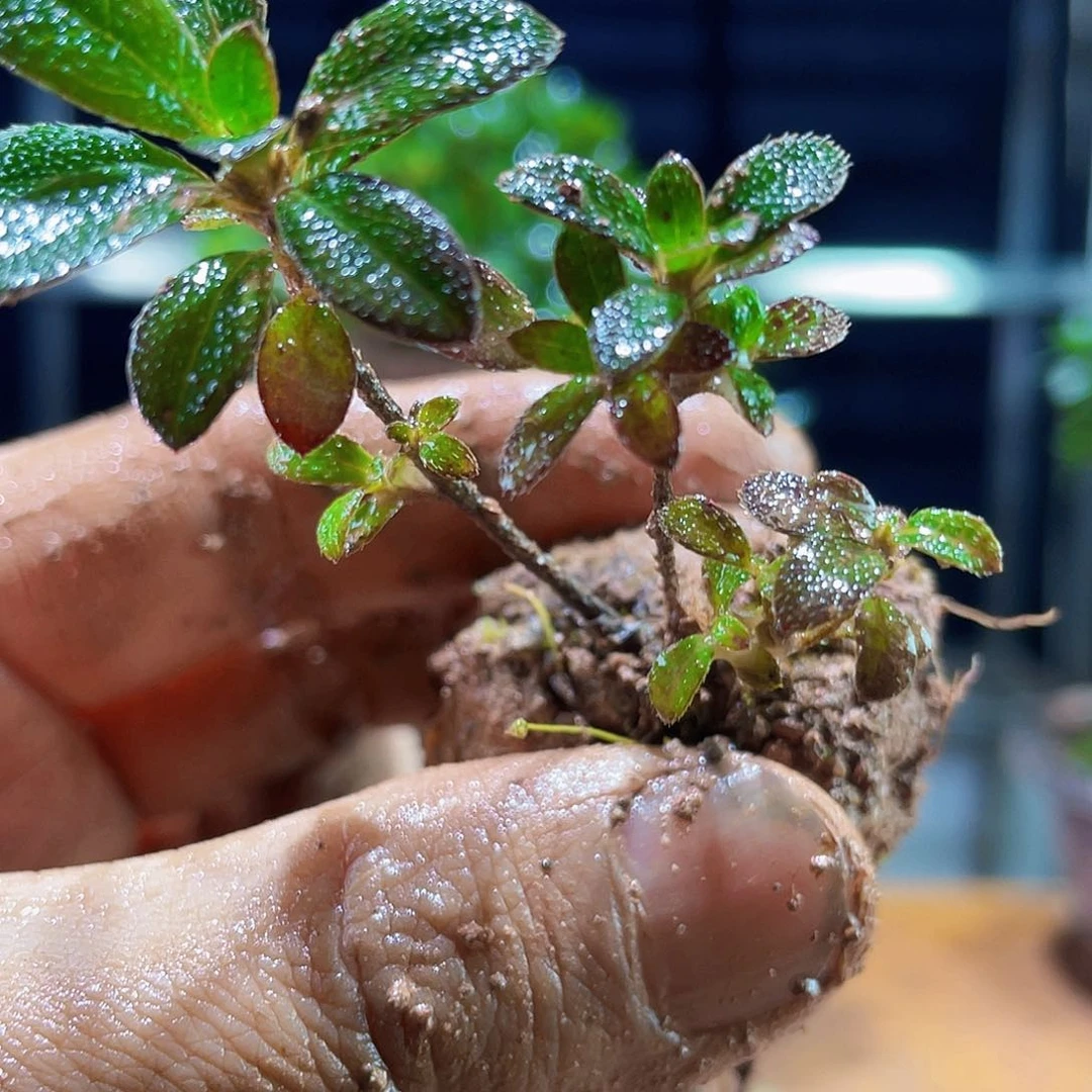 箫*我们的士司机在车上坐车