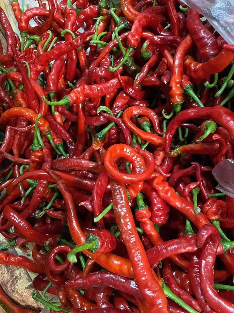 湘西露天新鲜现摘红螺丝椒中辣香辣味浓郁（收到可能会变软）