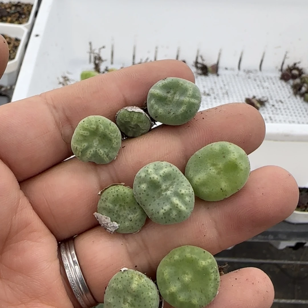 绿豆糕8颗多肉植物