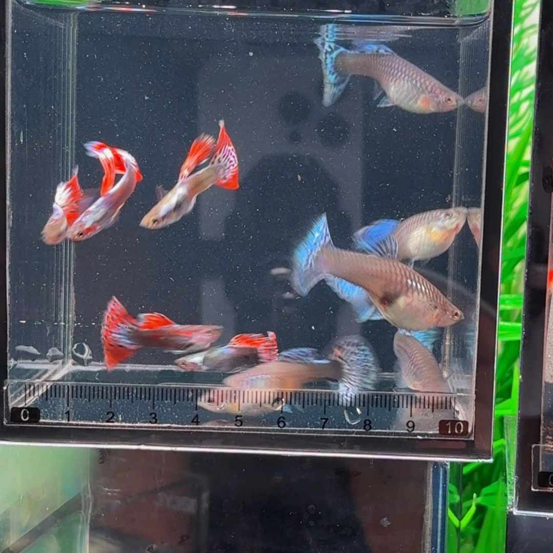 *****孔雀鱼小鱼的鱼儿