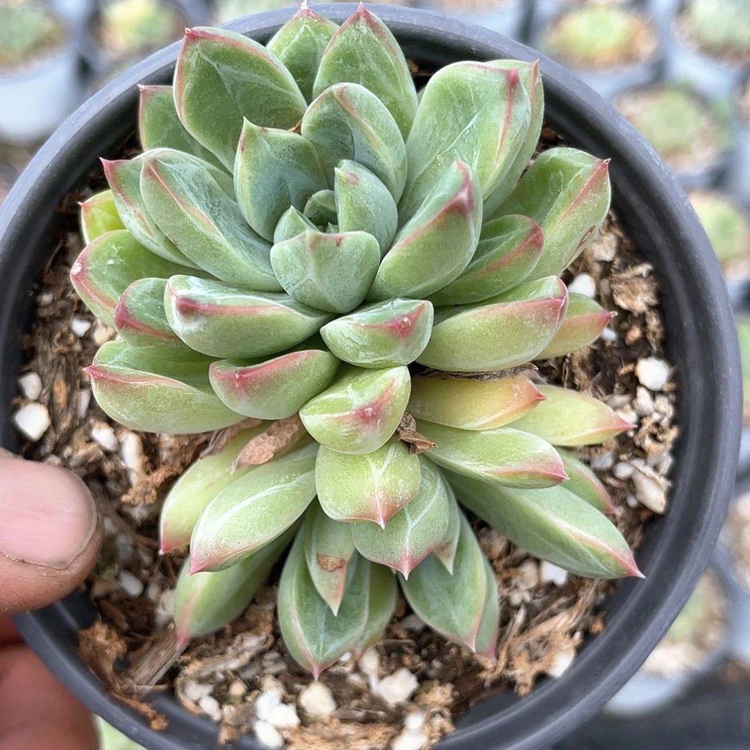甲骨文群生带盆发货