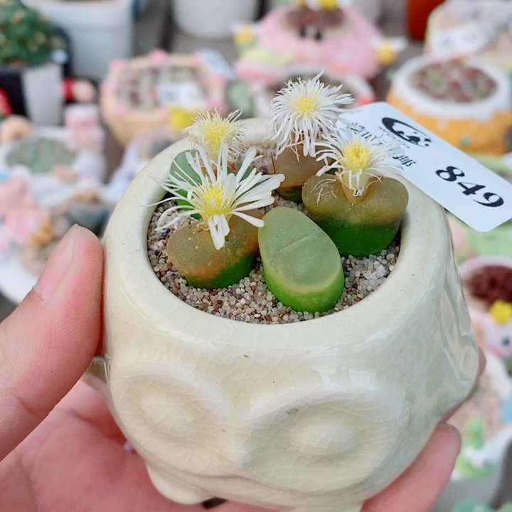 生石花花花花花849