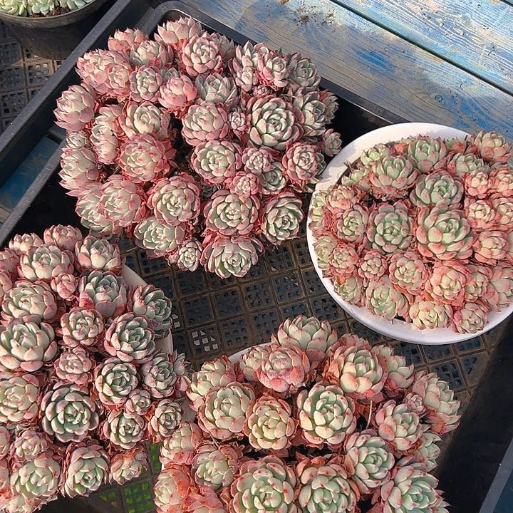 大杯娜娜小勾，满18包邮