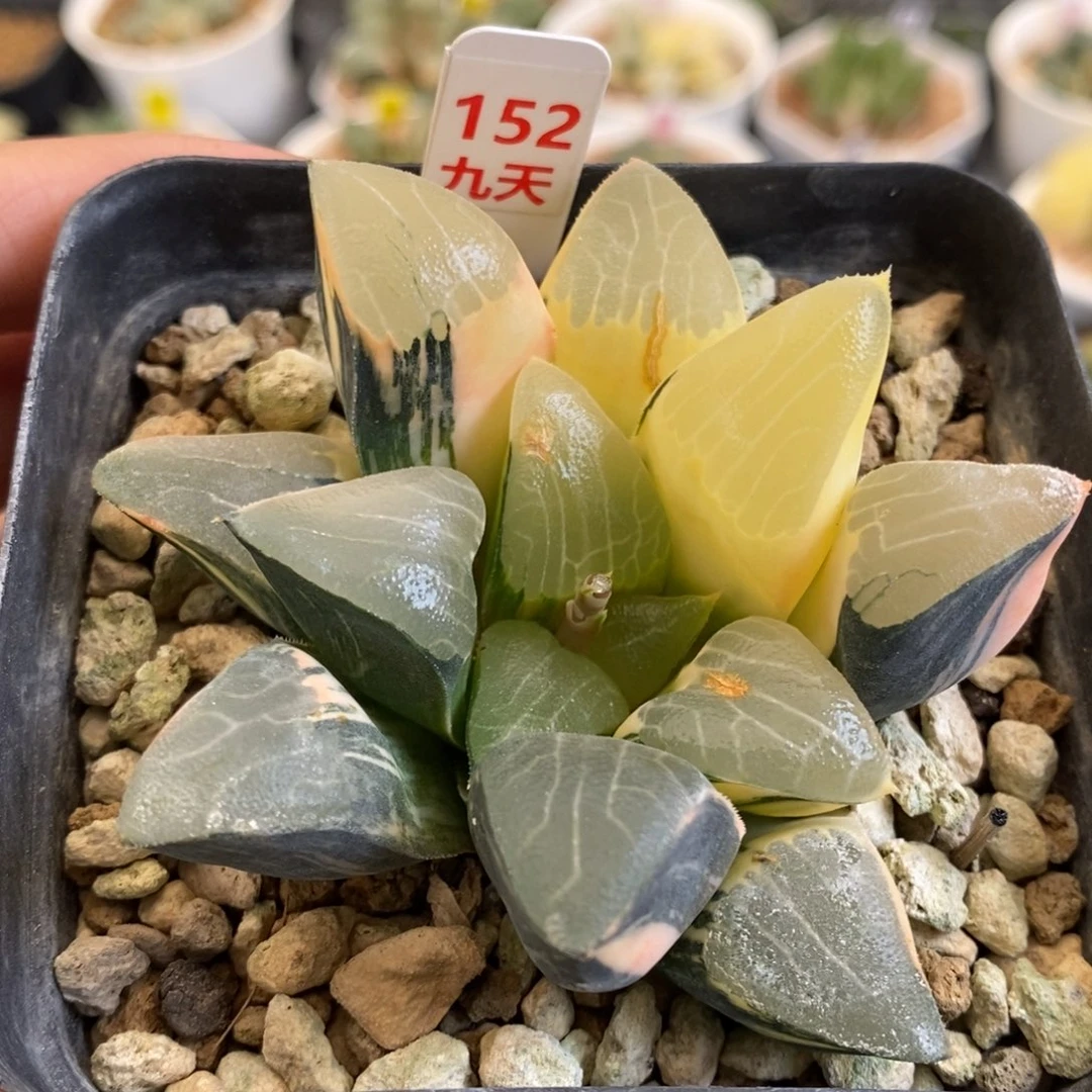 152号实生克锦多肉植物