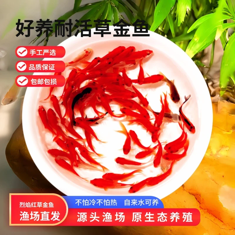 [特价3-5厘米25条】养不死的草金鱼观赏鱼招财小金鱼批发新奇宠物