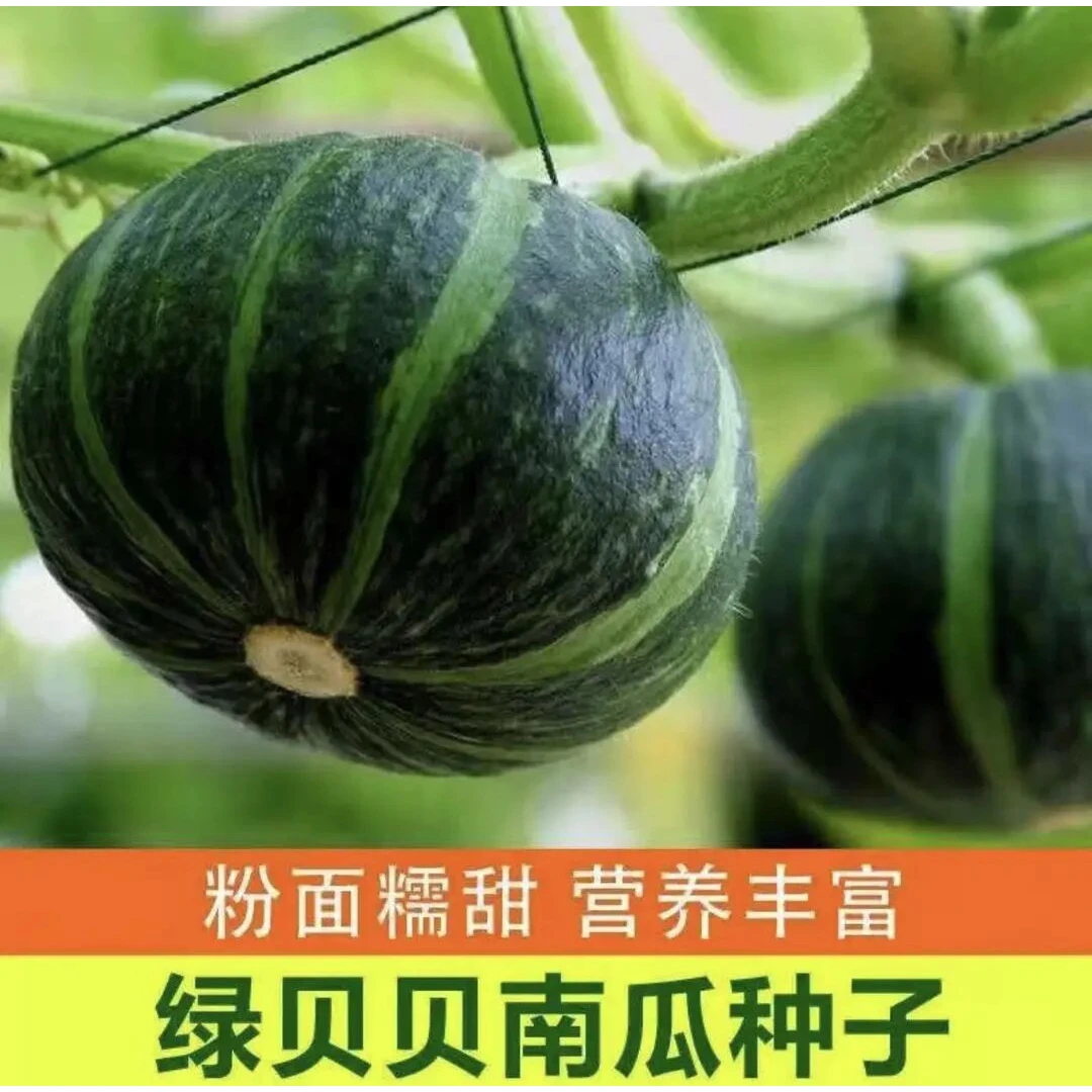 【绿贝贝南瓜种子】高产香甜板栗南瓜四季盆栽阳台庭院易种蔬菜种子