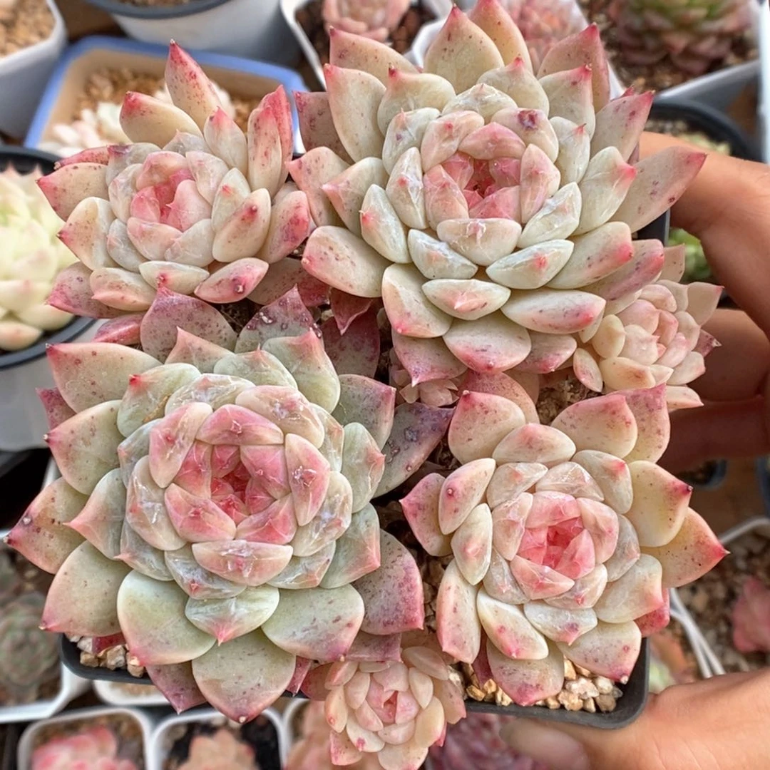 糖心冰魄群生可拍。