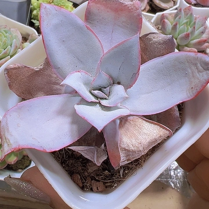 广寒宫19包邮多肉植物