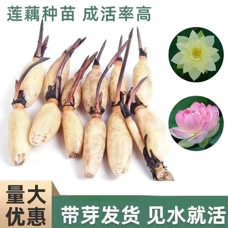 荷花【基地直销】食用藕种苗粉藕苗脆藕苗庭院池塘种植大型观赏植物