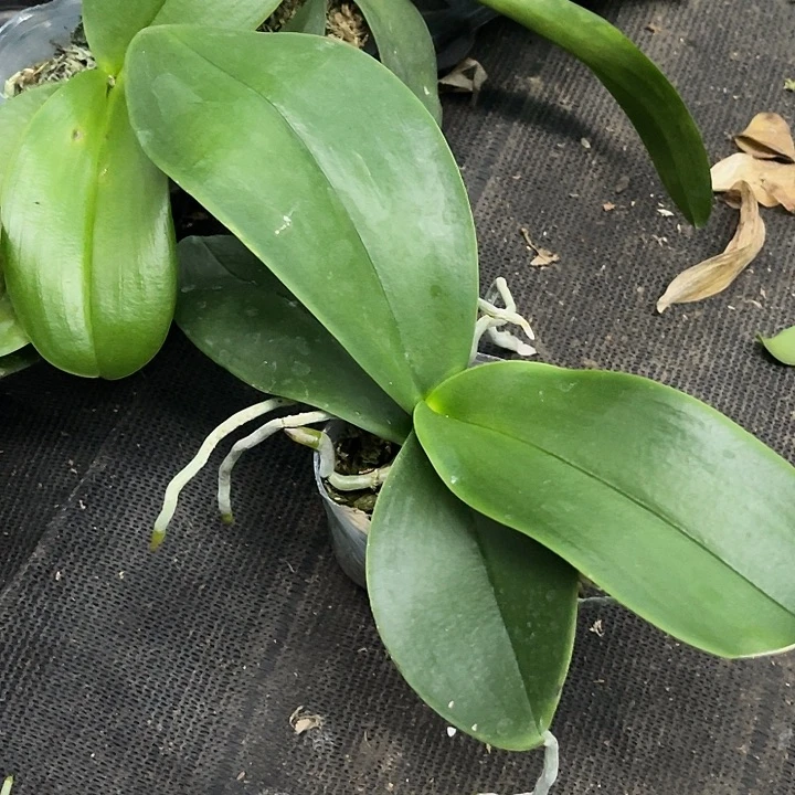 当前无花栽培后可以开花实生3.0带剑微瑕