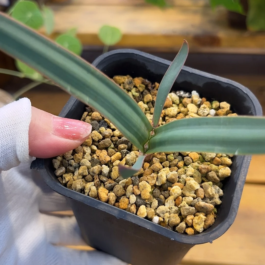 汤圆植物百岁兰哈