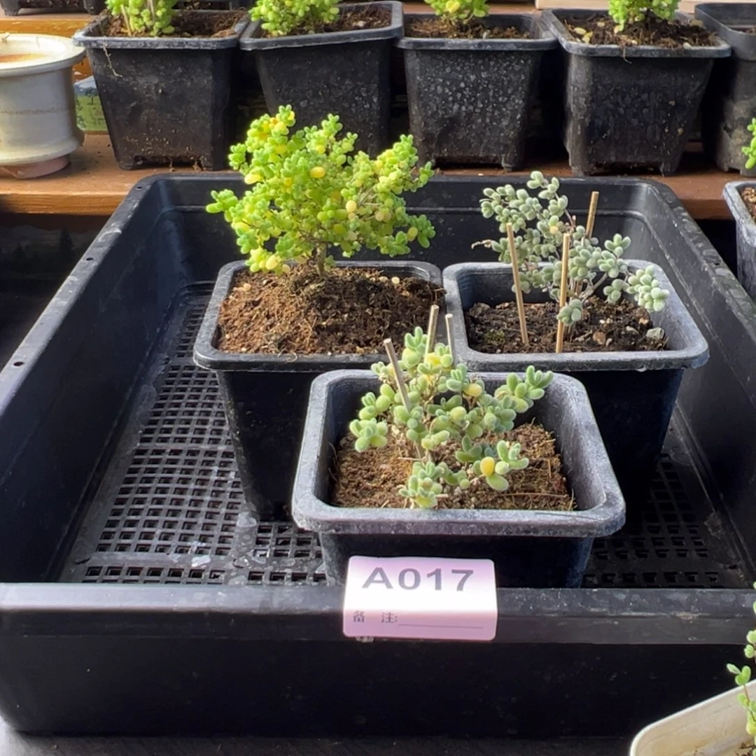 枝干番杏多肉植物017