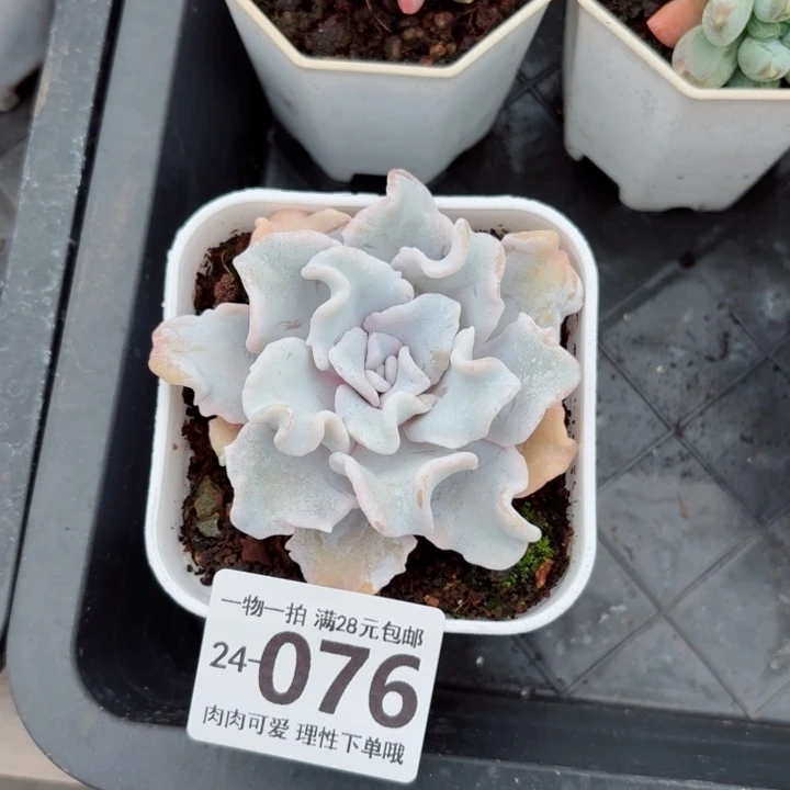 芭蕾舞者多肉无盆土发货无