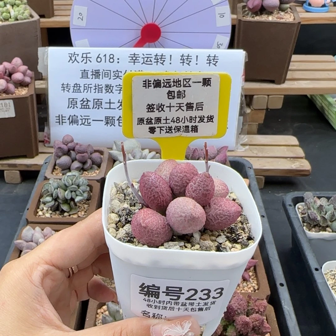 233服部多肉植物