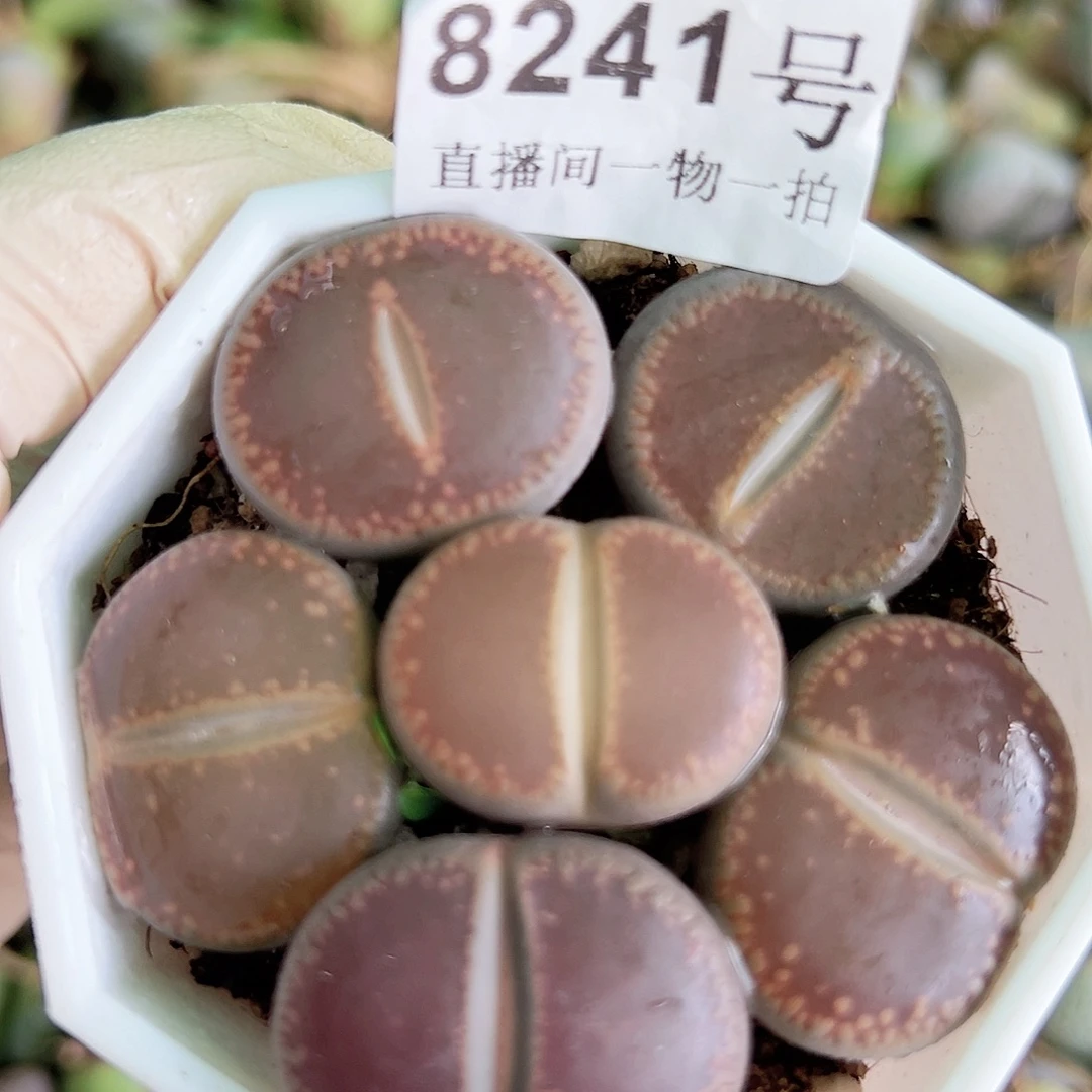 8241 好养易活生石花大母本