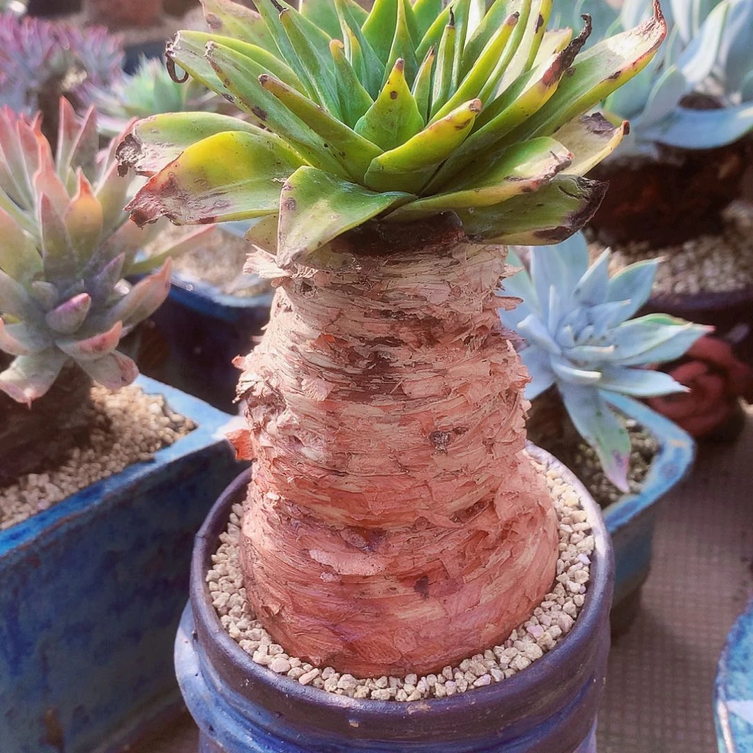 1143绿雪山仙女杯多肉