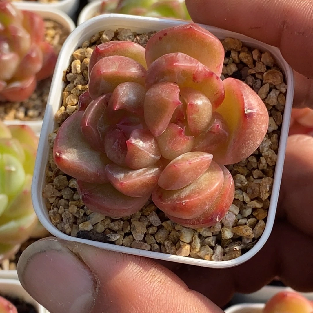 天官赐福百无禁忌