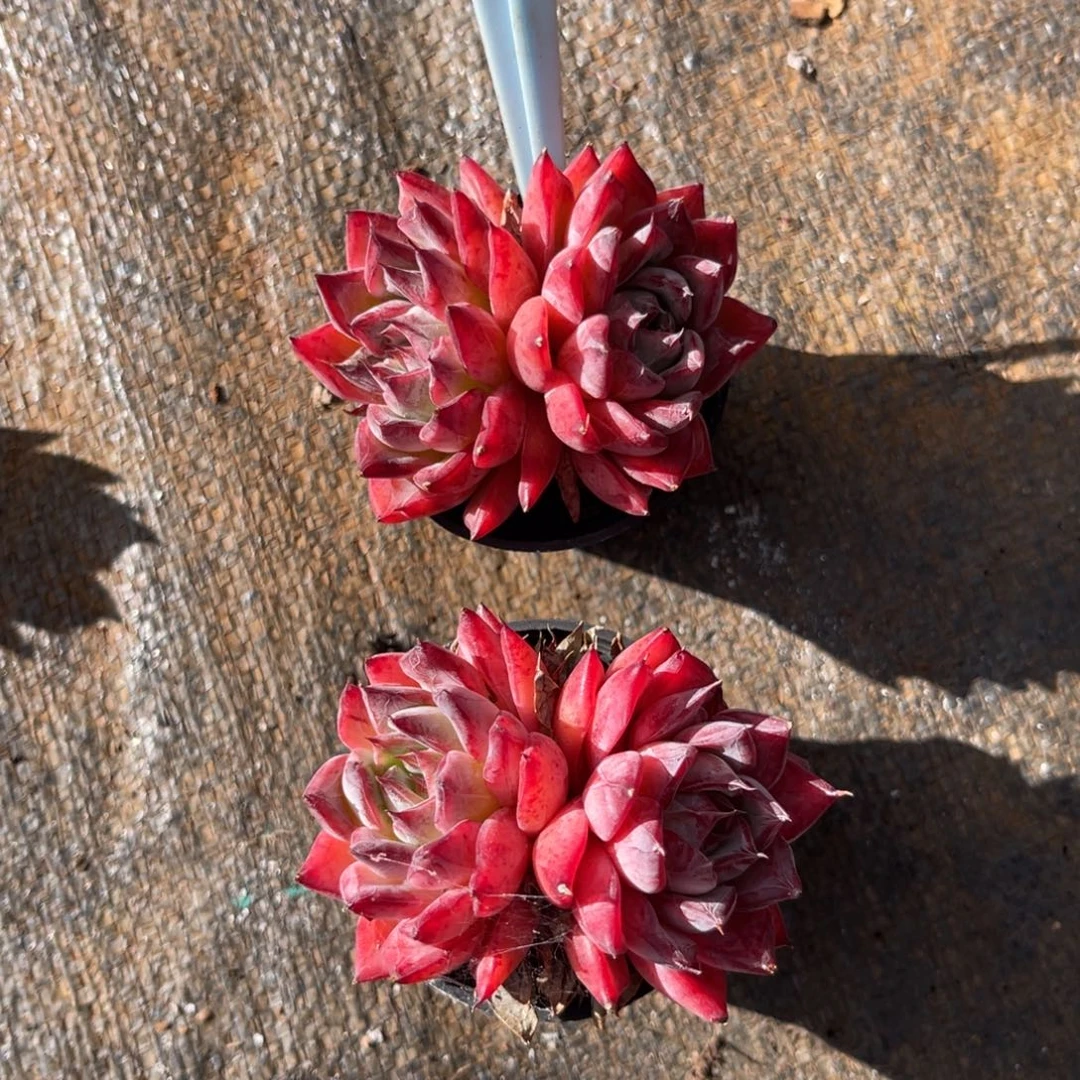 云尘多肉一物一拍410，