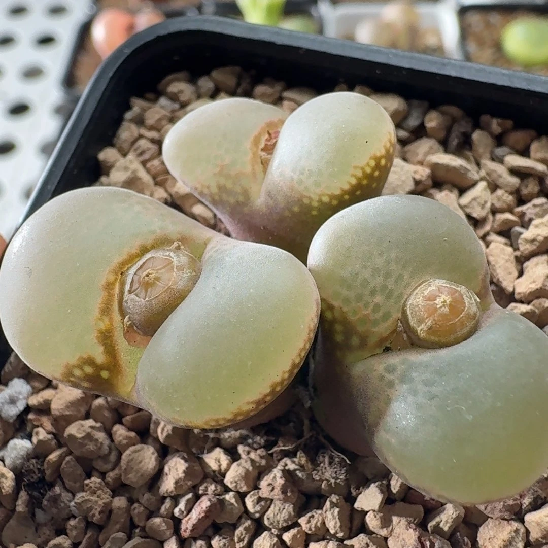 3752风铃玉肉锥植物